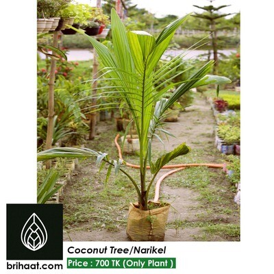 Coconut Tree | নারিকেল গাছ