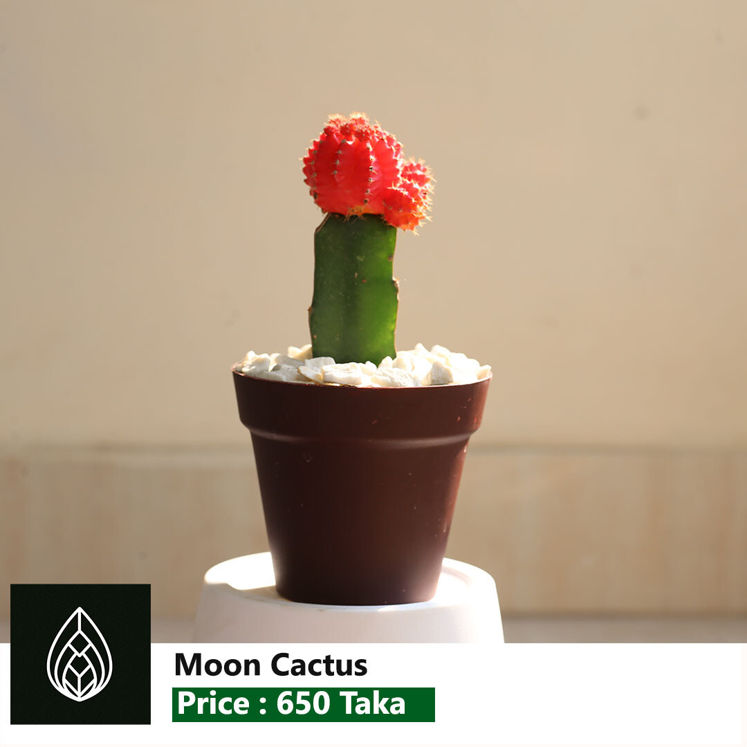 Moon Cactus | মুন ক্যাকটাস | রঙিন ক্যাকটাস
