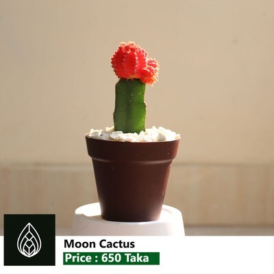 Moon Cactus | মুন ক্যাকটাস | রঙিন ক্যাকটাস