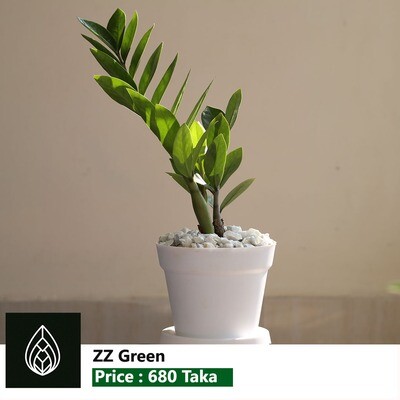 ZZ Plant Green