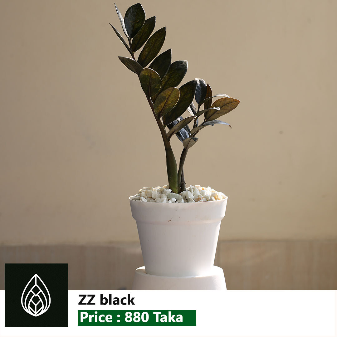 ZZ Plant Green