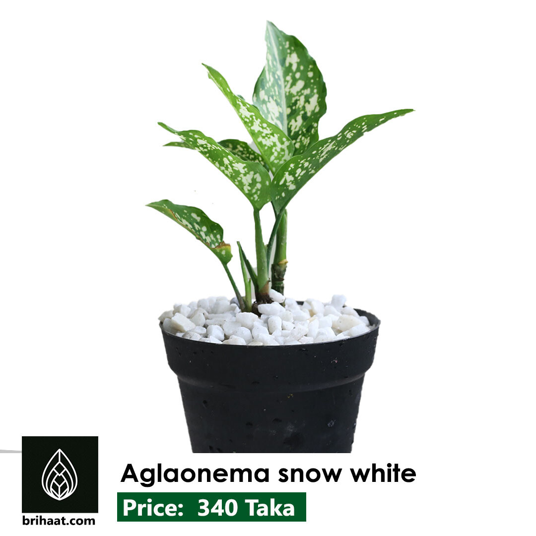 Aglaonema Snow White