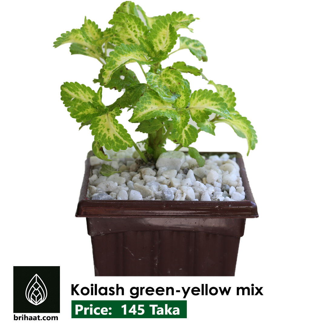 Koilash Green-Yellow , Coleus  Plant