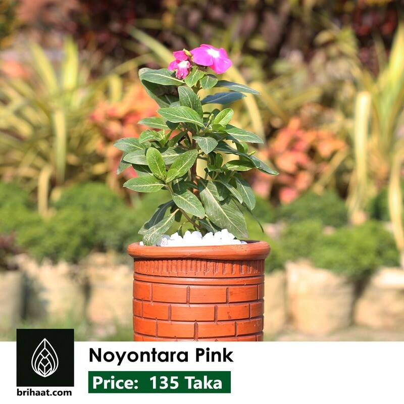 Nayantara Pink (নয়নতারা)