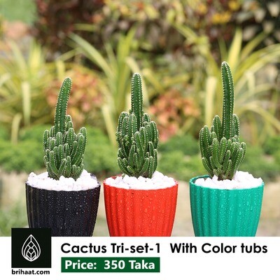 Cactus Tri Set