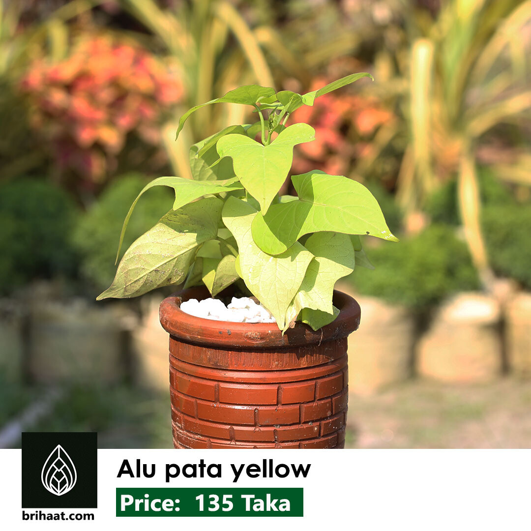 Alu Pata Yellow | আলু পাতা হলুদ