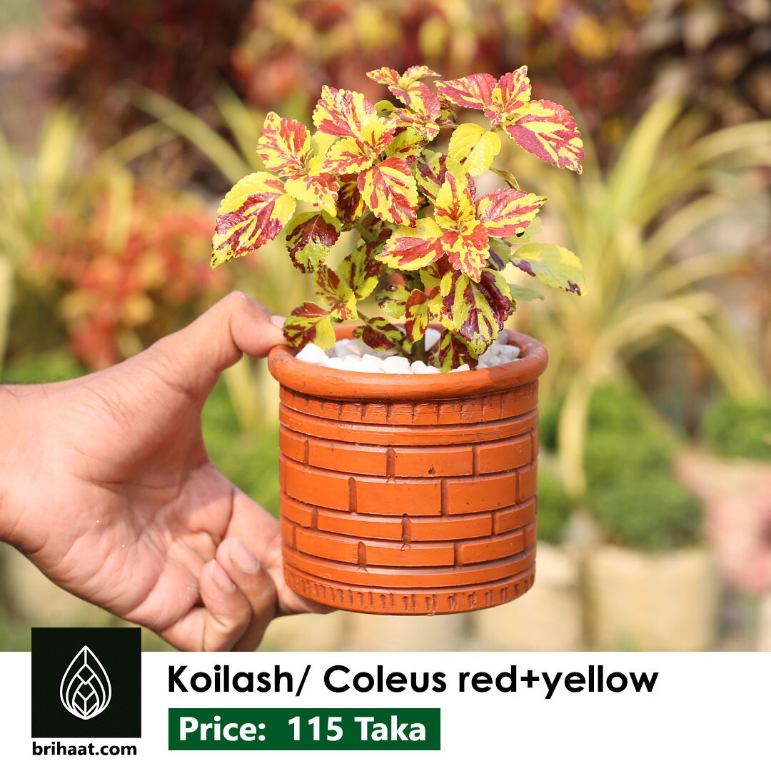 Coleus / Koilash Flower (কৈলাশ ফুল)