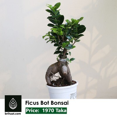 Ficus Bot Bonsai