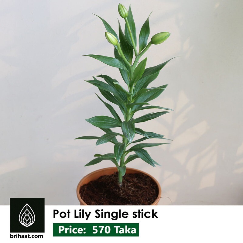 Lilium / Pot lily