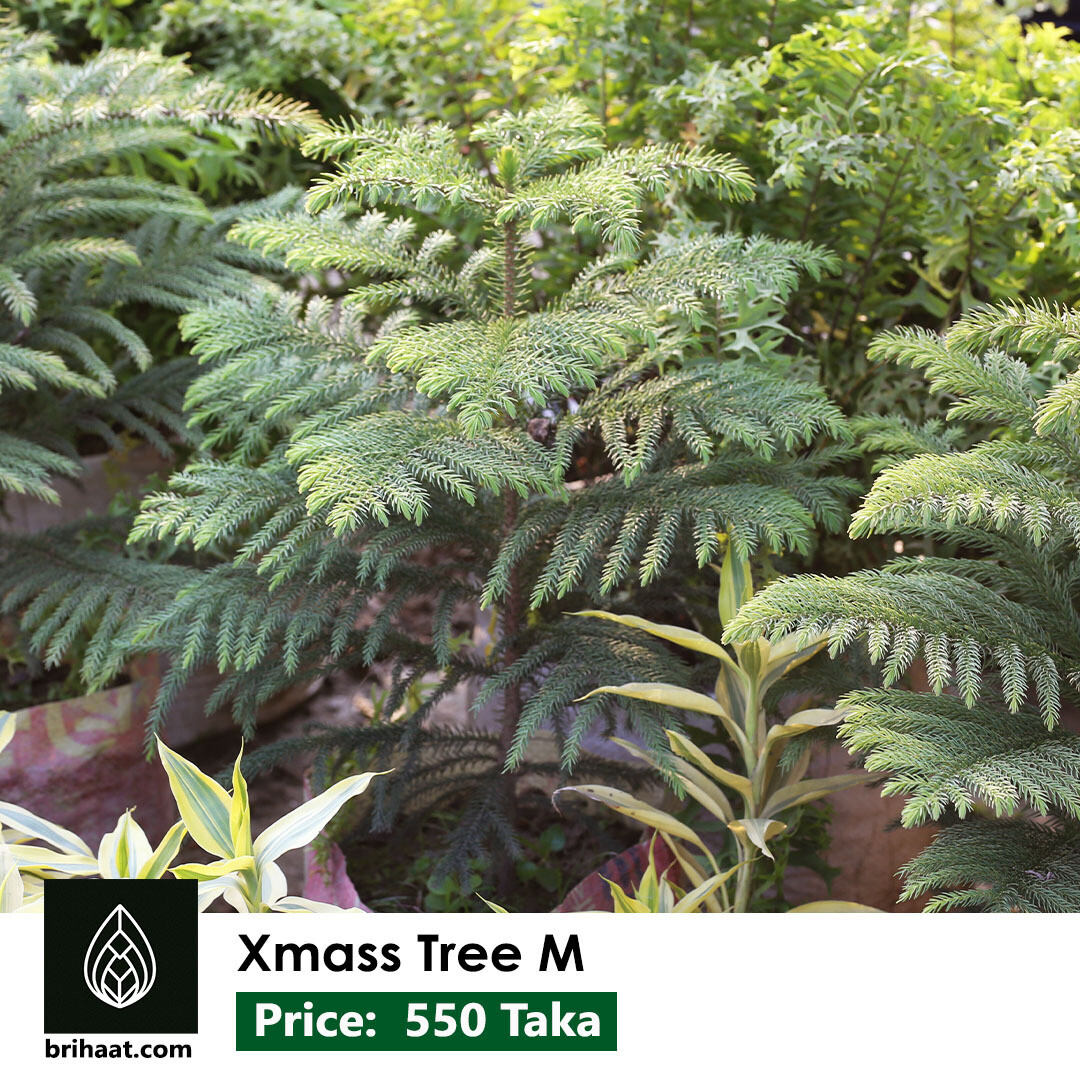 Xmas Tree (ক্রিস্ট মাস ট্রি) | Norfolk Island Pine