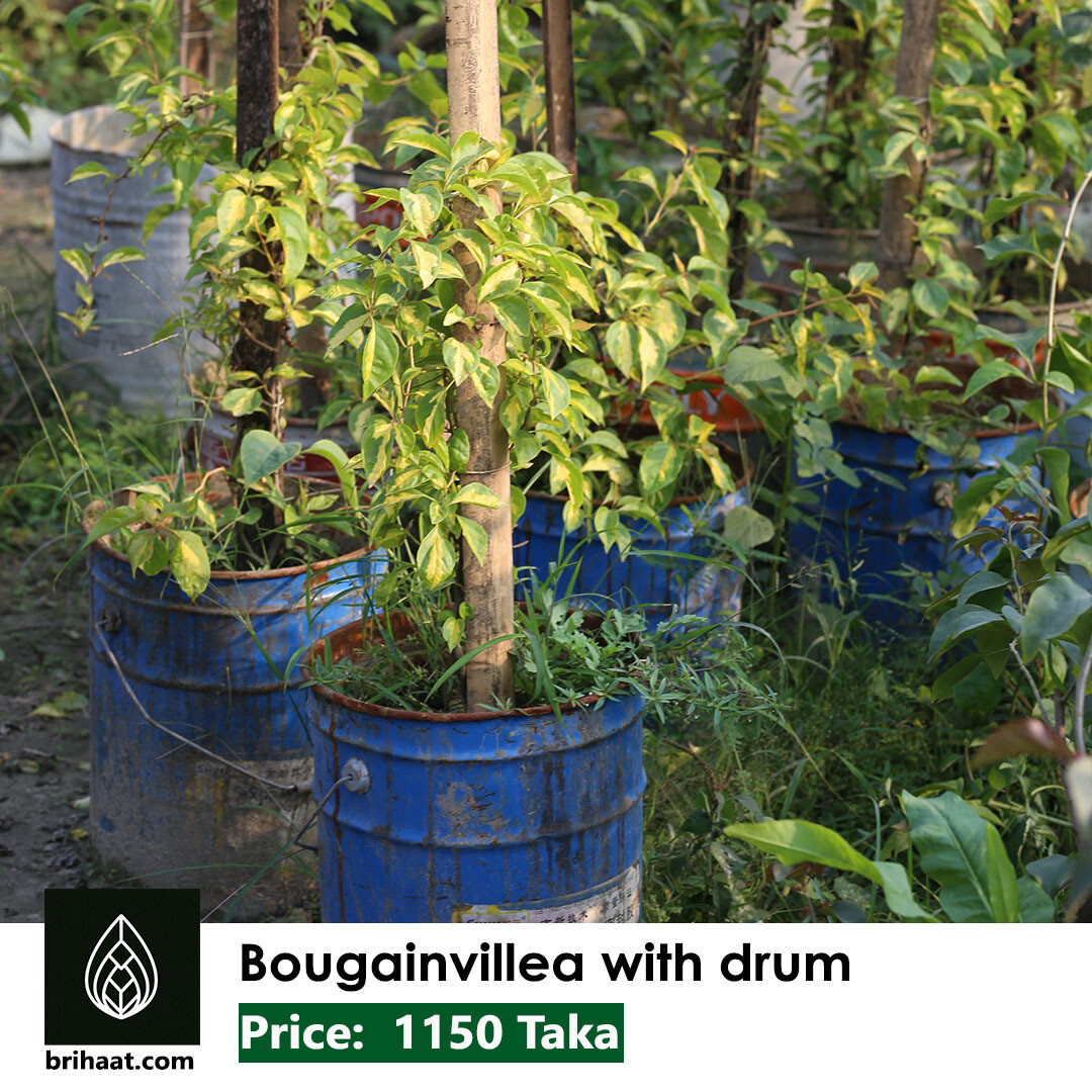 Bougainvillea (বাগান বিলাশ বড়)