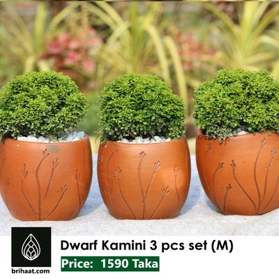 Dwarf Kamini Tri Set