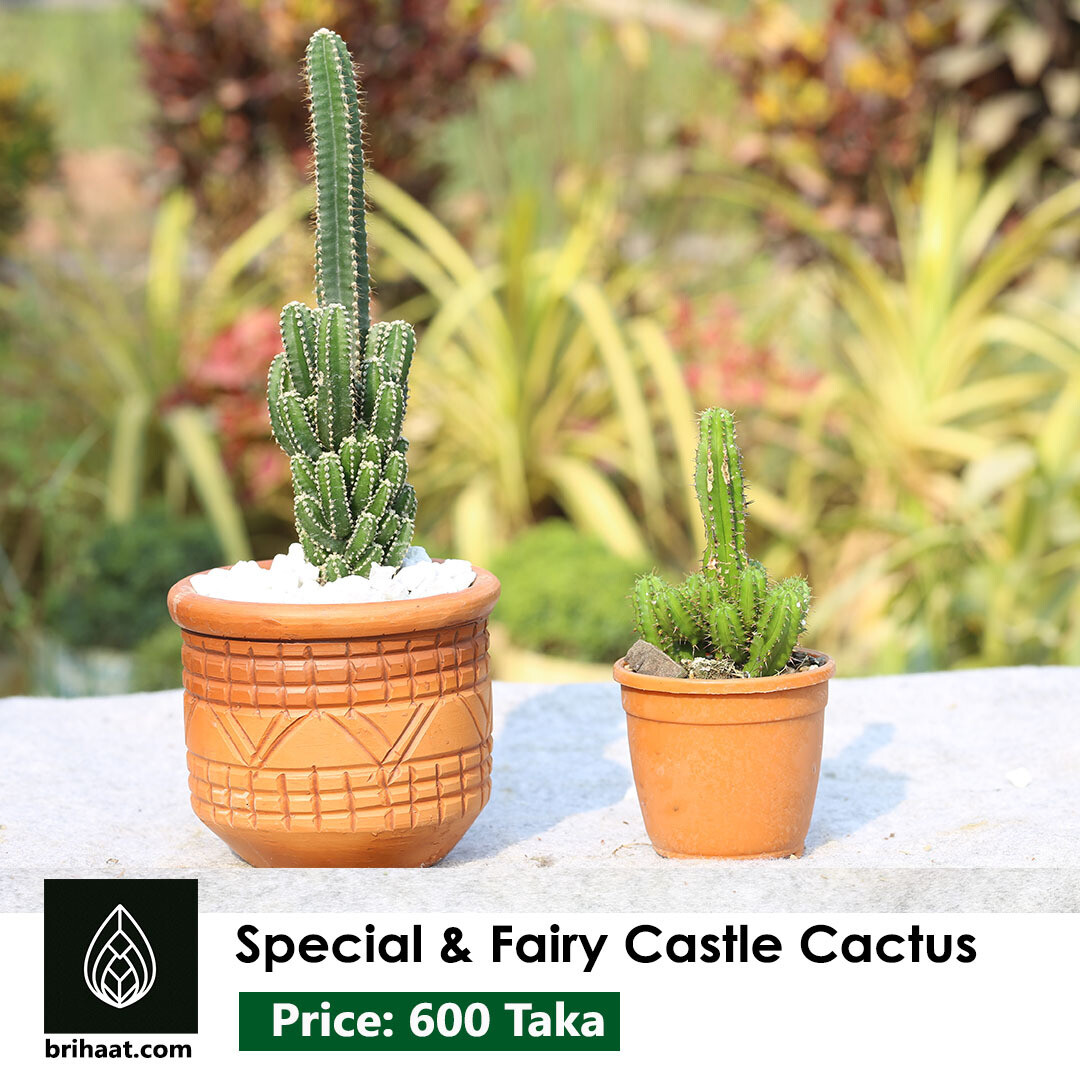 Special & fairy castle cactus