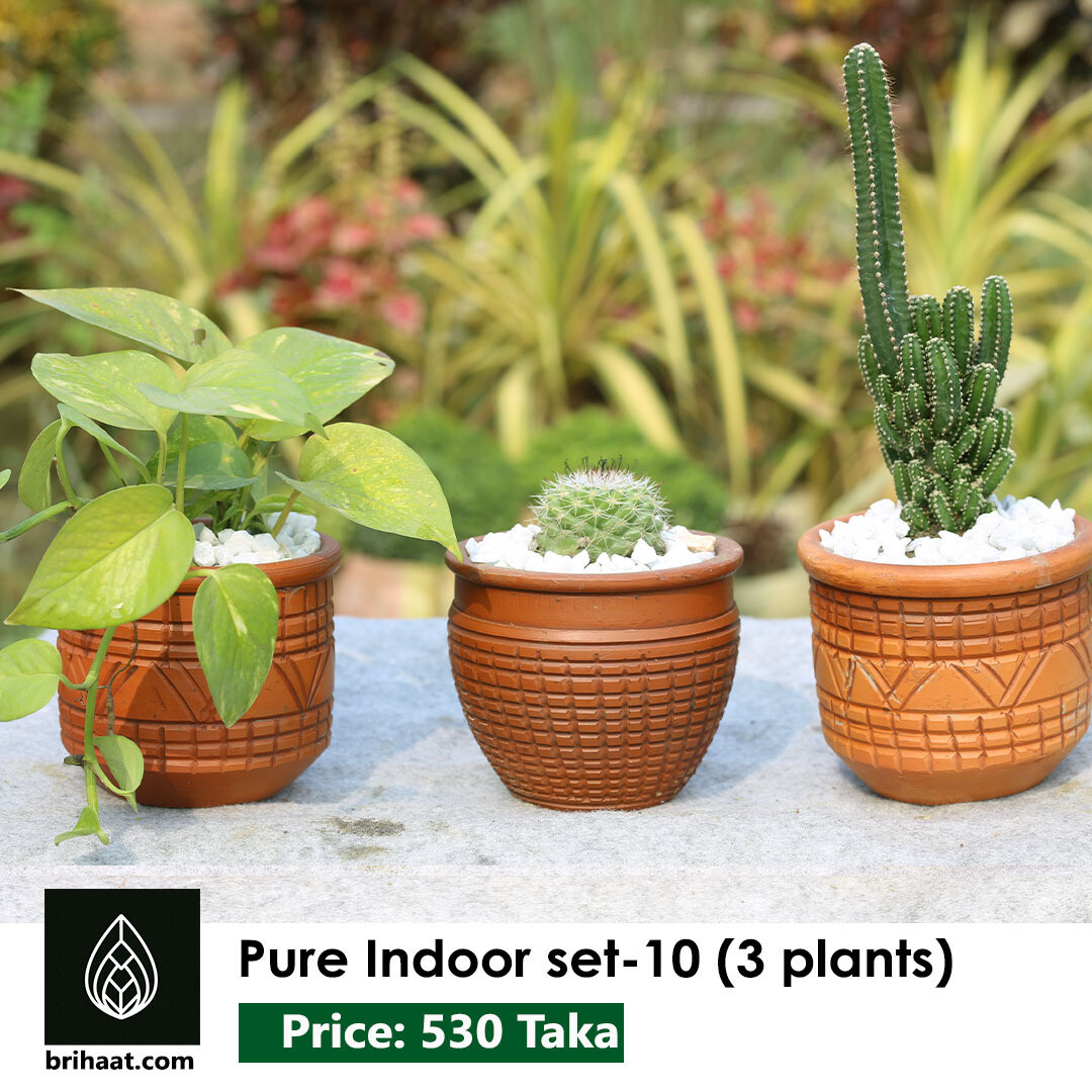 Pure Indoor set - 10