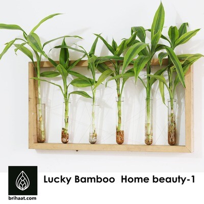 Lucky Bamboo Home Beauty - 1