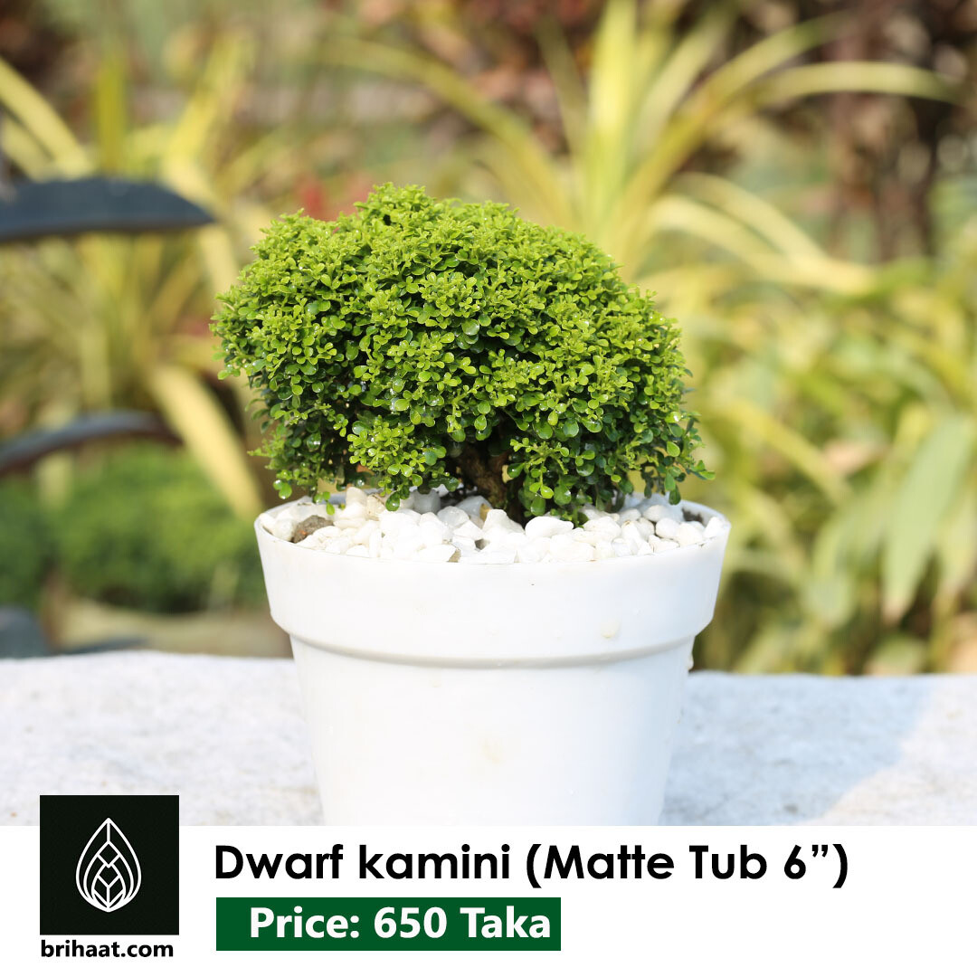 Dwarf Kamini, Table Kamini  with 6 inch White Matte Tub
