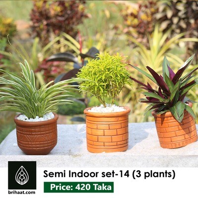 Semi Indoor Plants set- 14