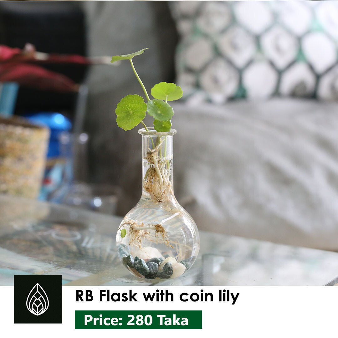 RB Flask with coin lily