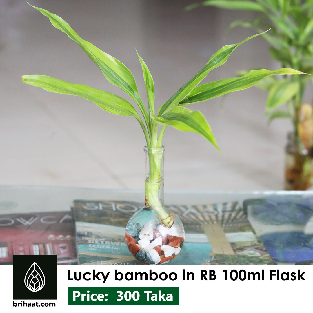 Lucky Bamboo in RB 100ml flask