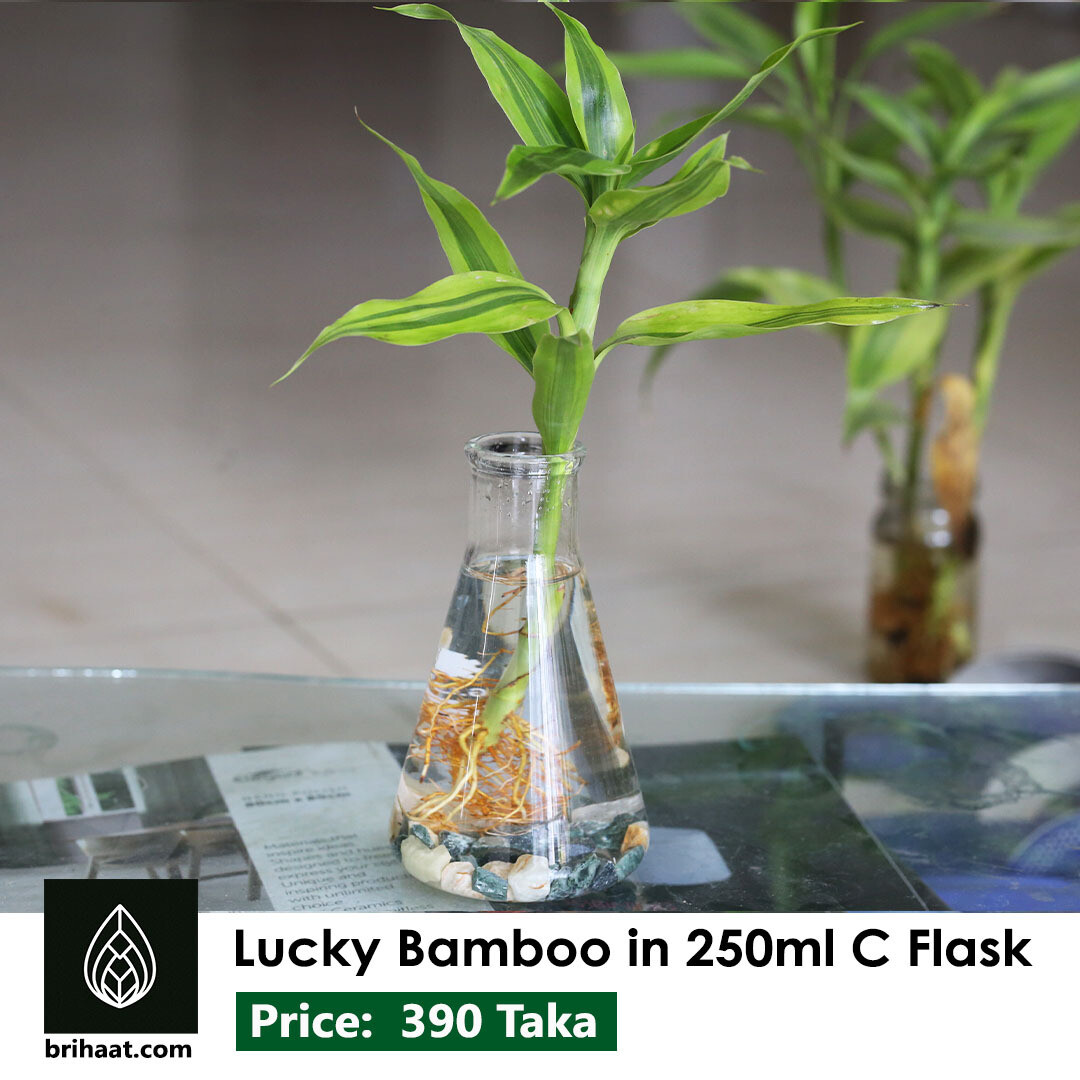 Lucky Bamboo In 250 ml Conical flask