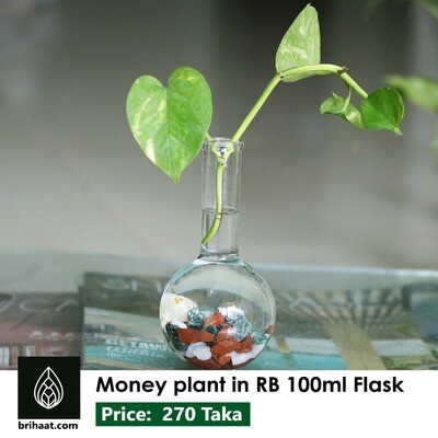 Money Plant in RB 100 ml flask