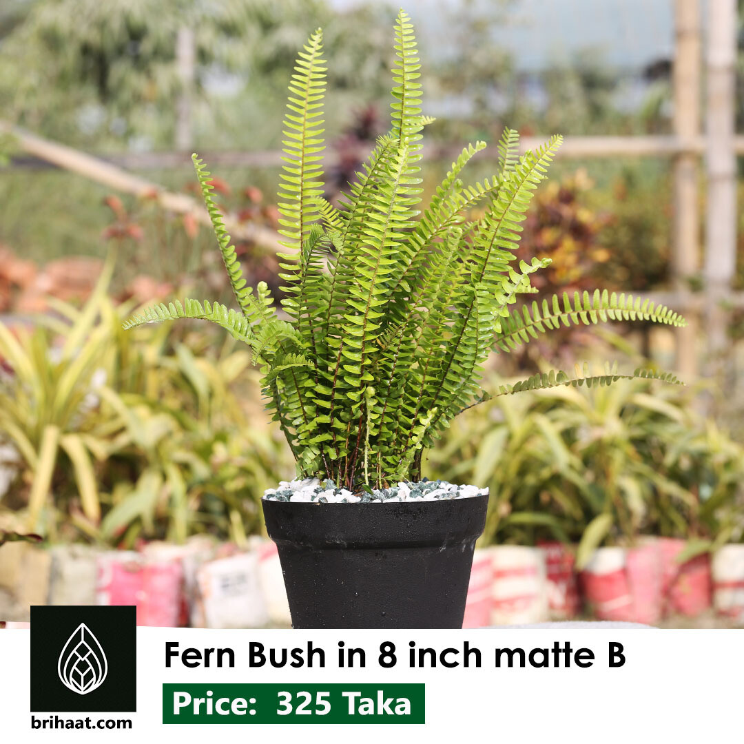 Fern Bush in 8 inch Matte Finish Pot