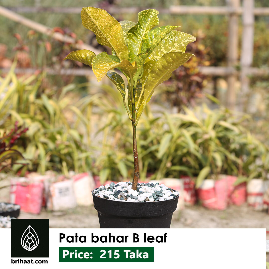 Pata Bahar B (Big Leaf)