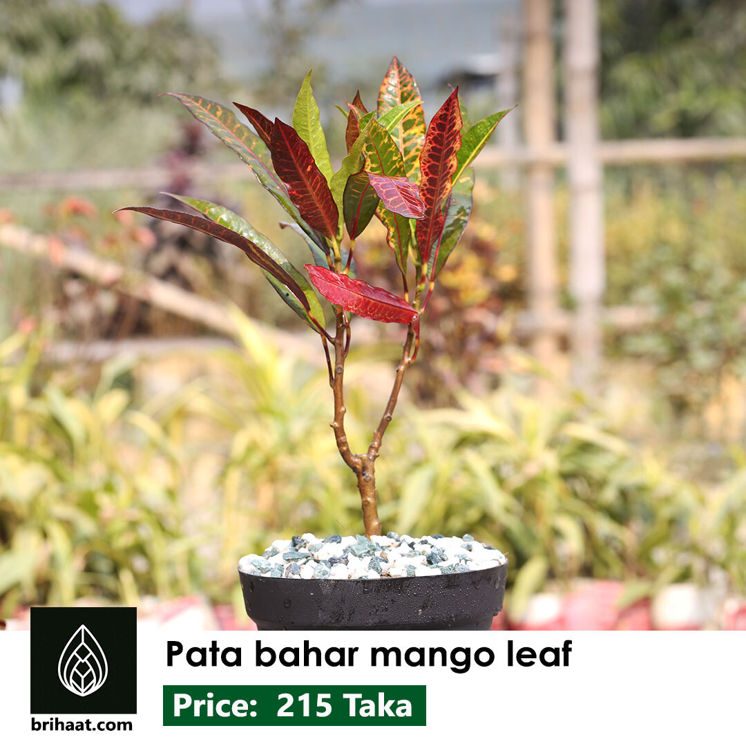 Pata Bahar (Mango Leaf)