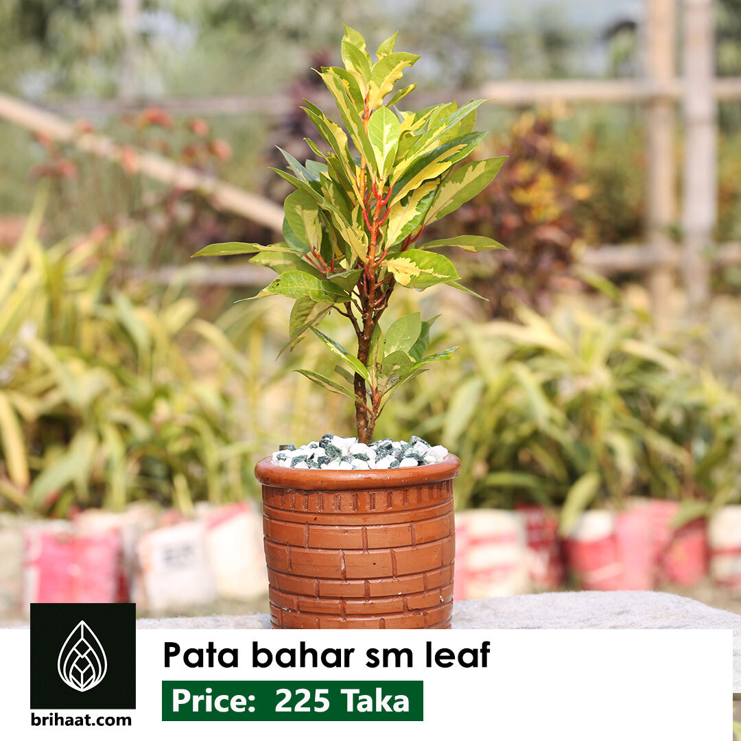 Pata Bahar SM Leaf