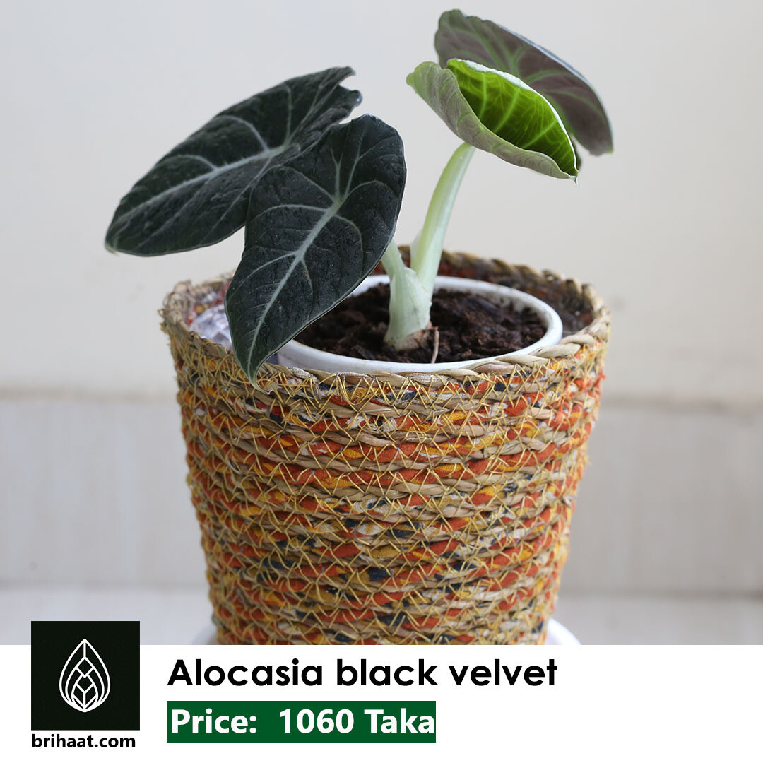 Alocasia Black velvet