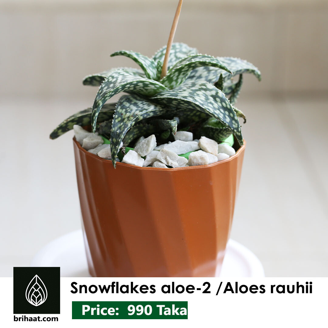 Snowflake aloe-2