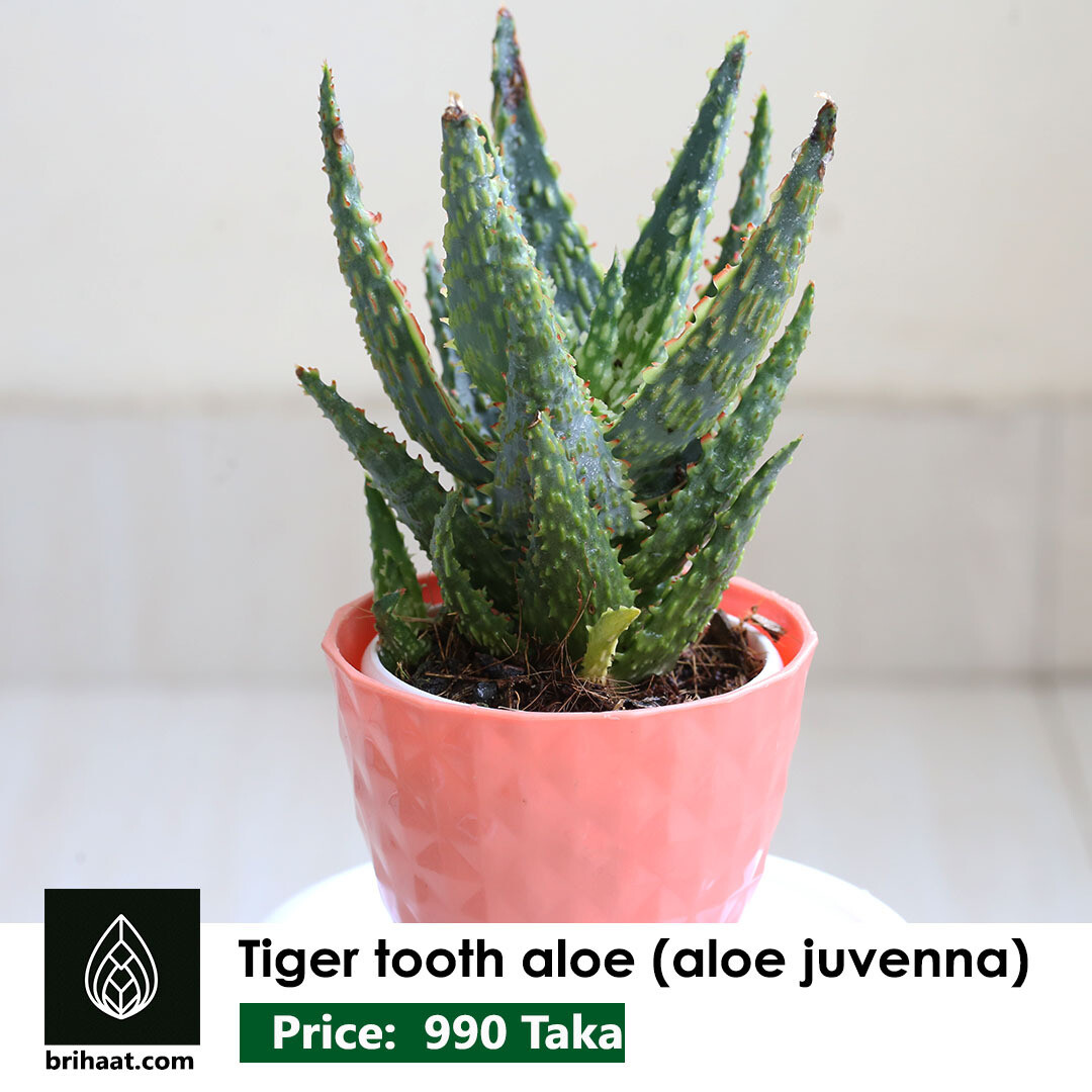 Tiger tooth aloe