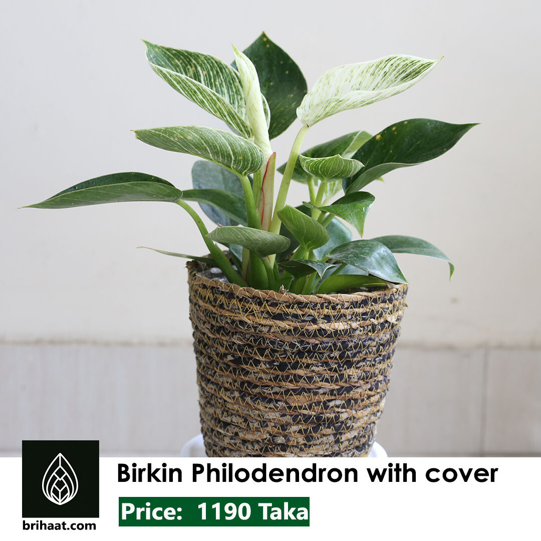 Birkin Philodendron