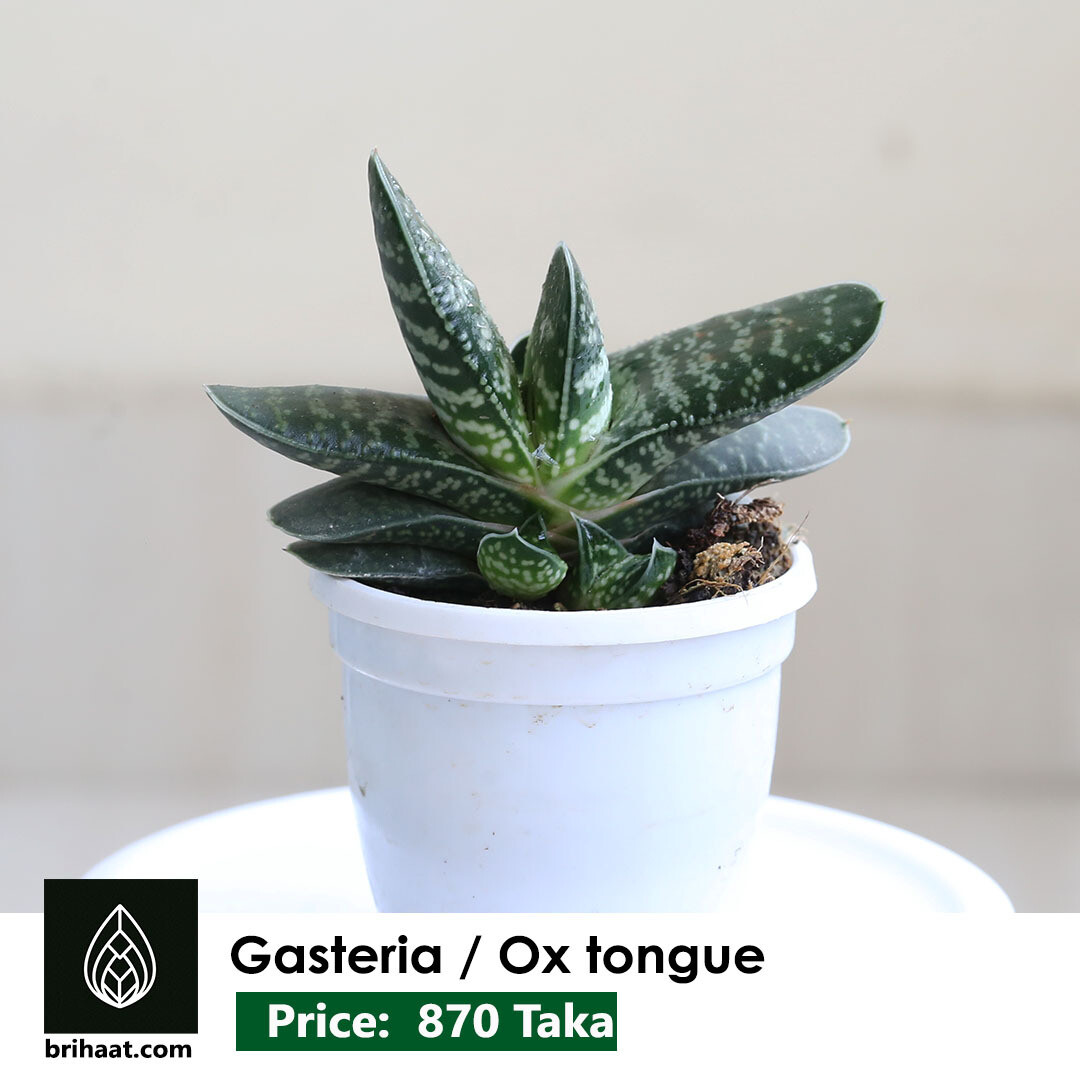 Ox tongue (Gasteria Obliqua)