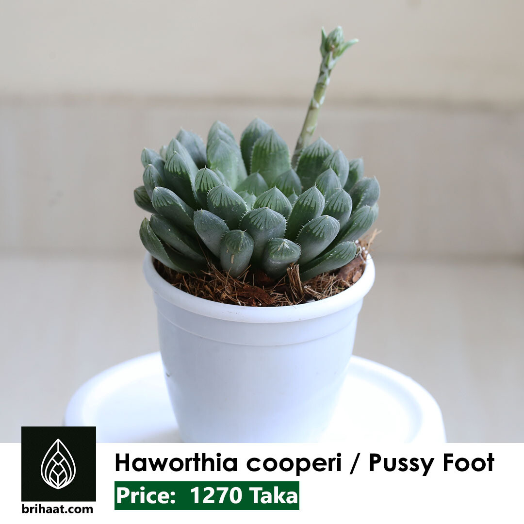 Haworthia Cooperi | Pussy Foot