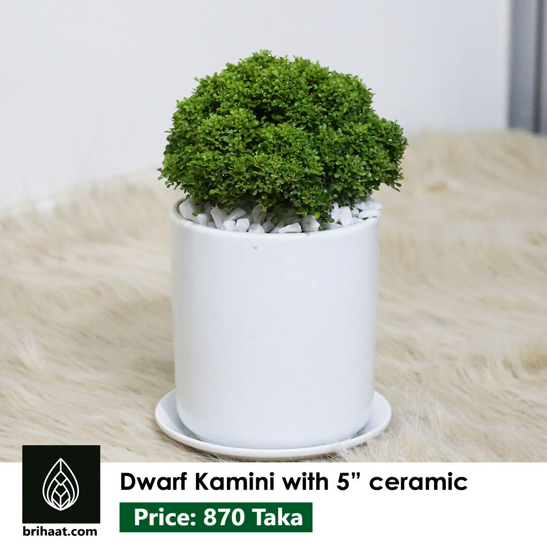 Dwarf Kamini Plant With Ceramic Pot (5 inch)