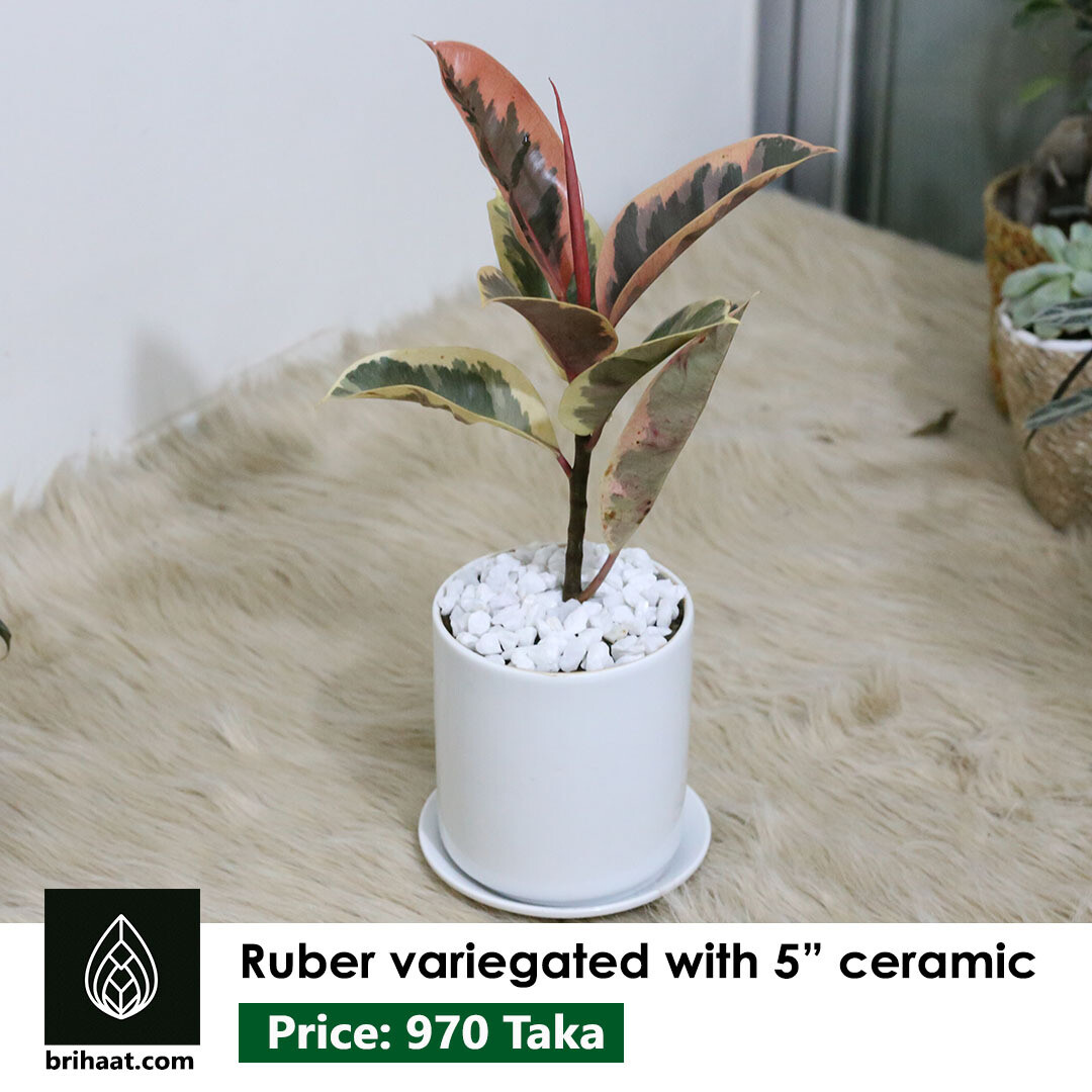 Variegated Rubber with ceramic pot