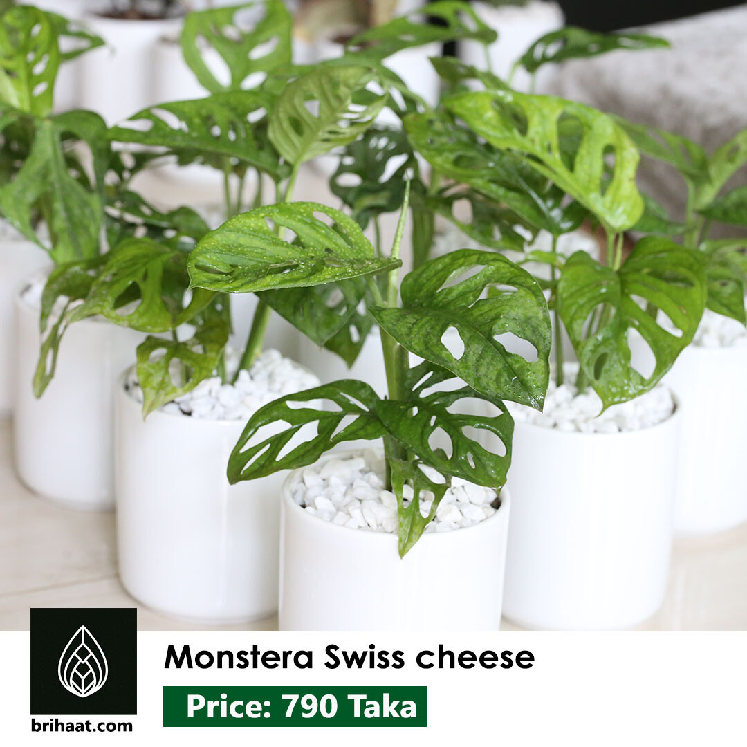 Monstera swiss cheese with 5 inch ceramic pot