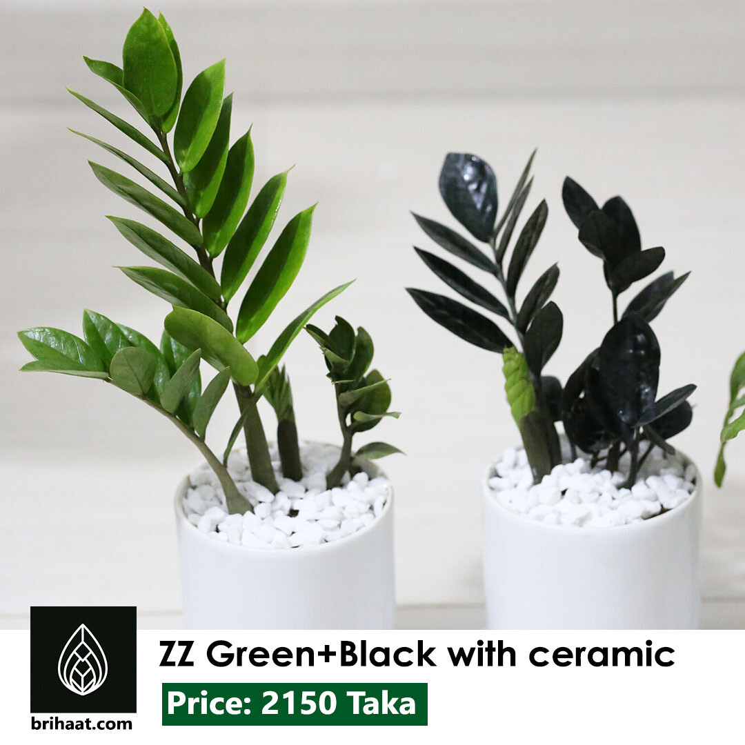ZZ Green & ZZ Back with Ceramic Pot