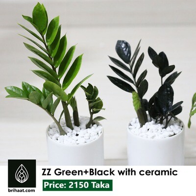 ZZ green + black with ceramic pots