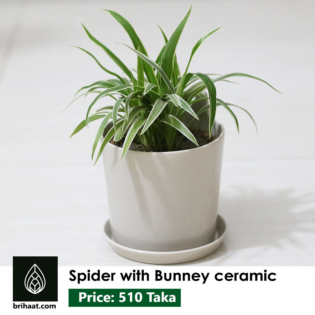 Spider with bunney ceramic
