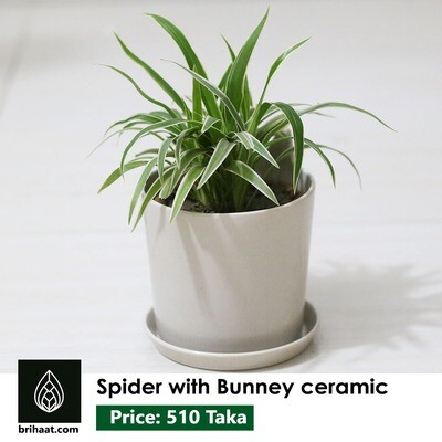Spider with bunney ceramic