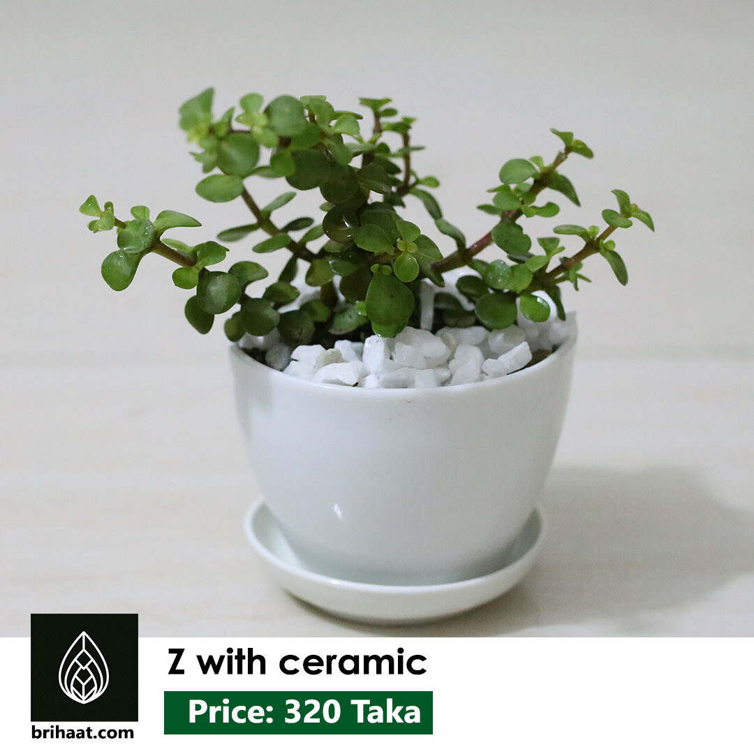 Z with ceramic pot