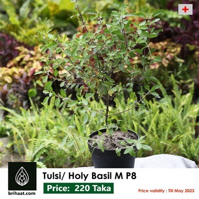 Holy Basil/ Tulsi Plant (তুলসী)