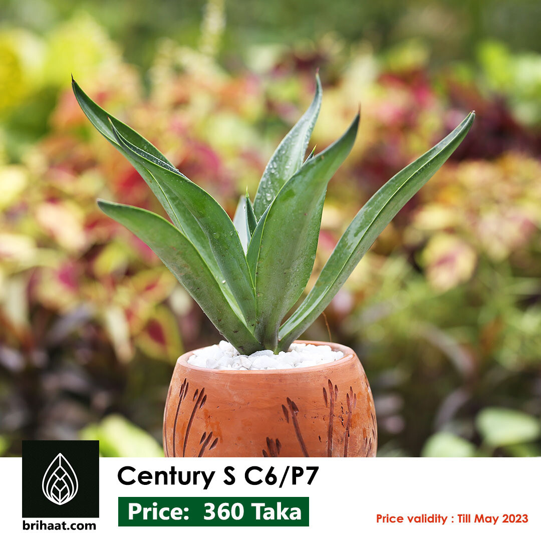 Century Plant (সেঞ্চুরি)