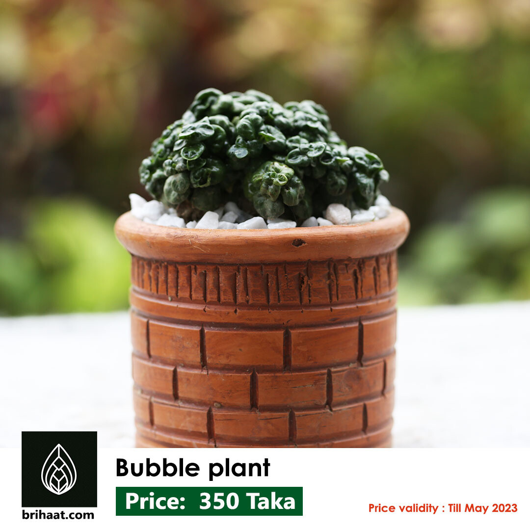 Bubble Plant/Papos  (পাপস)