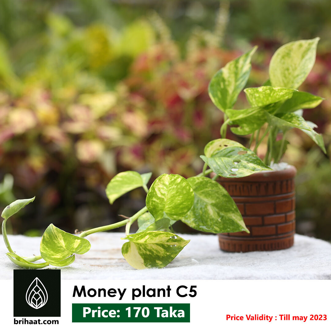 Money Plant / Devil's ivy (Golden Pothos Plant) (মানি প্লান্ট)