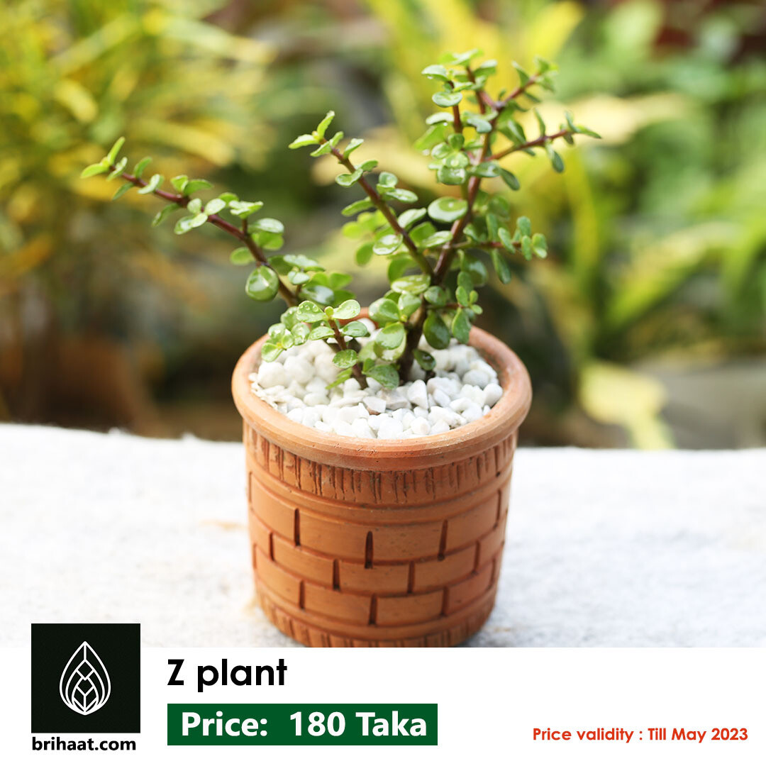 Jade plant (জেড প্লান্ট)