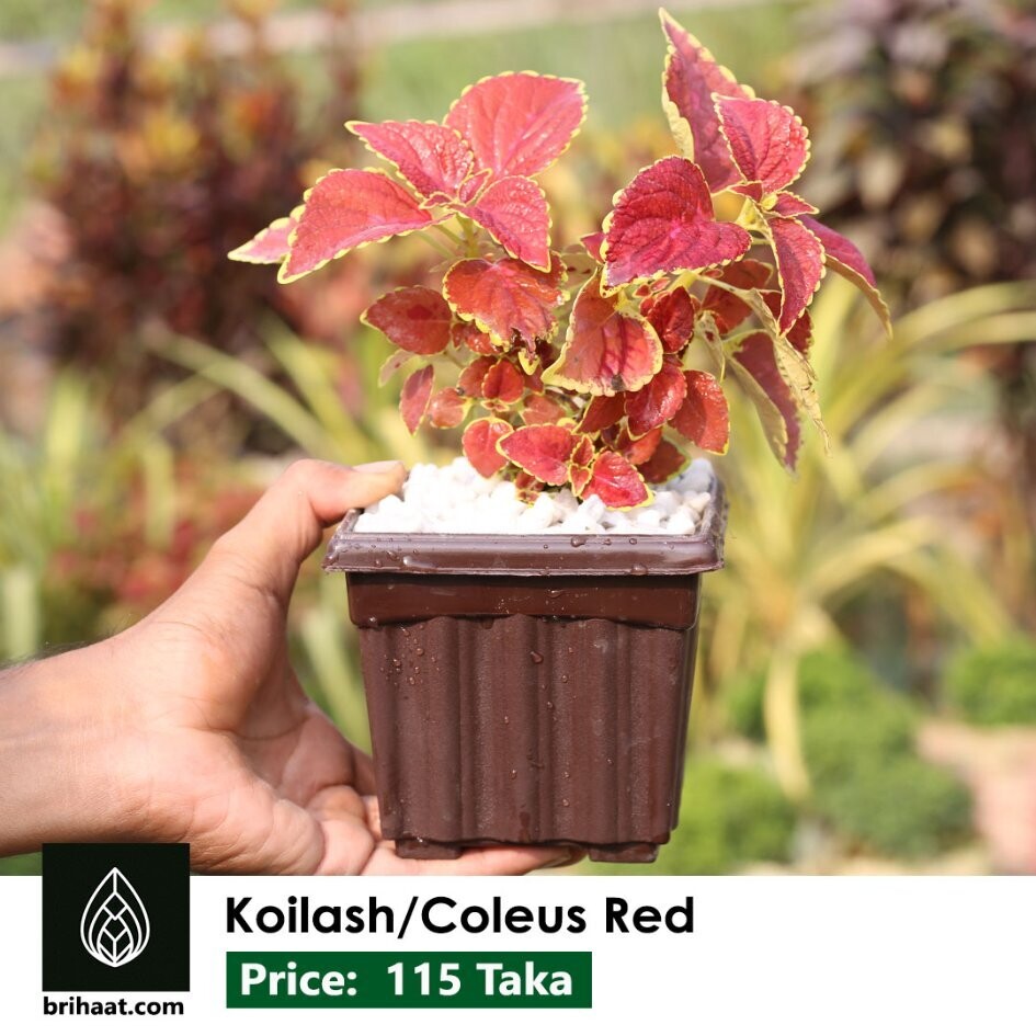 Koilash Red | কৈলাস লাল