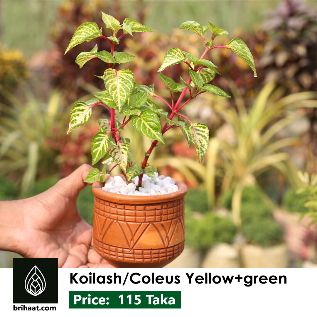 Koilash Yellow Green | কৈলাস হলুদ সবুজ